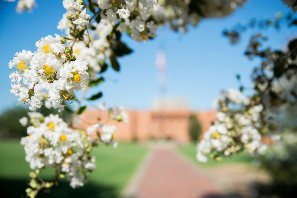 Tree with flowers and building behind it