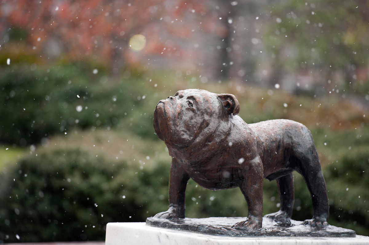 bulldog statue in the snow